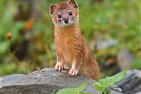 水逆晋升功臣|中国民间故事:招惹到了黄皮子