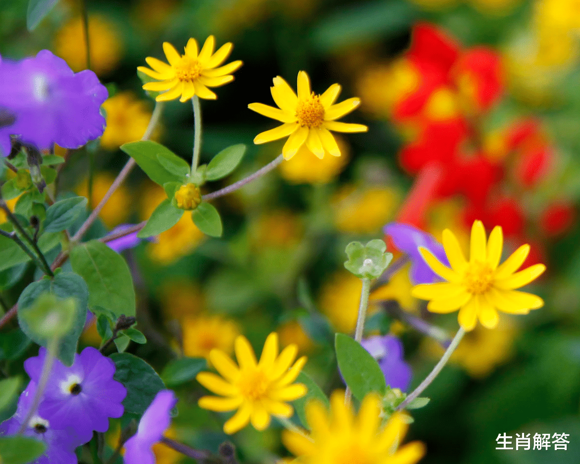 金牛座|6月底，卷土重来，喜撞桃花运，3星座睡到自然醒，爱情破镜重圆