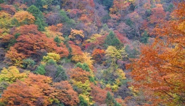 比大熊猫珍稀!四川发现世界最孤独的植物 经历6700万年惨遭淘汰
