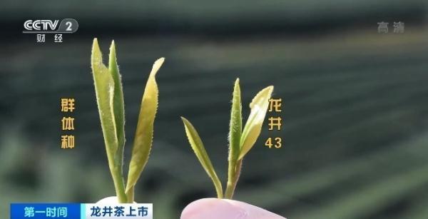 乡村仁哥 一斤龙井卖3万多元？同一产地，价格为啥差1倍