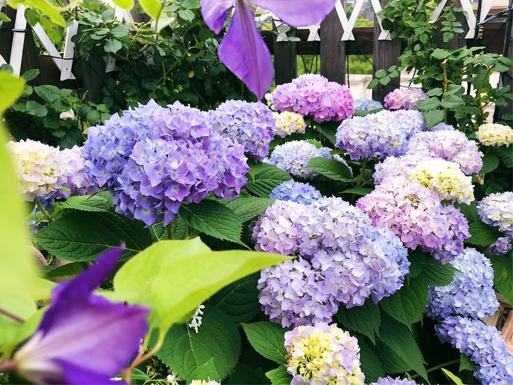 花一年多时间，改造16㎡屋顶露台，荒废屋顶变身“空中小花园”