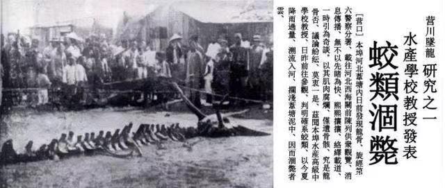 鲸鱼 老人自称见过真龙，并拿出五块“龙骨”，专家最后研究结果如何？