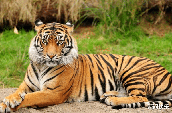 瞬间快乐 大金虎：哪月出生的属虎人，下半年福泽深厚，事业顺遂，看看有你吗？