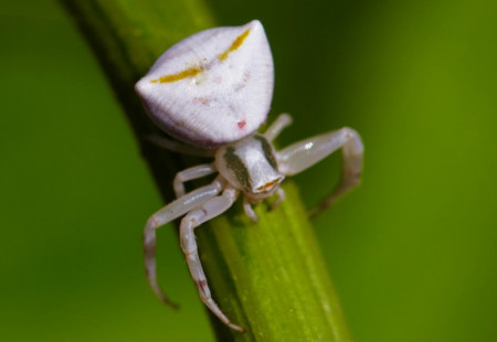 木星 长着一张人脸却有八只腿，表情更是千奇百怪