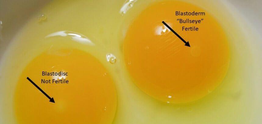 阿米 诞生4亿年至今样貌未变，它是医学上的“献血者”，血液堪比黄金
