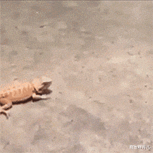 鑫宝聊育儿|第一次去男票家,手机自动连上了网,公公淡淡地说……