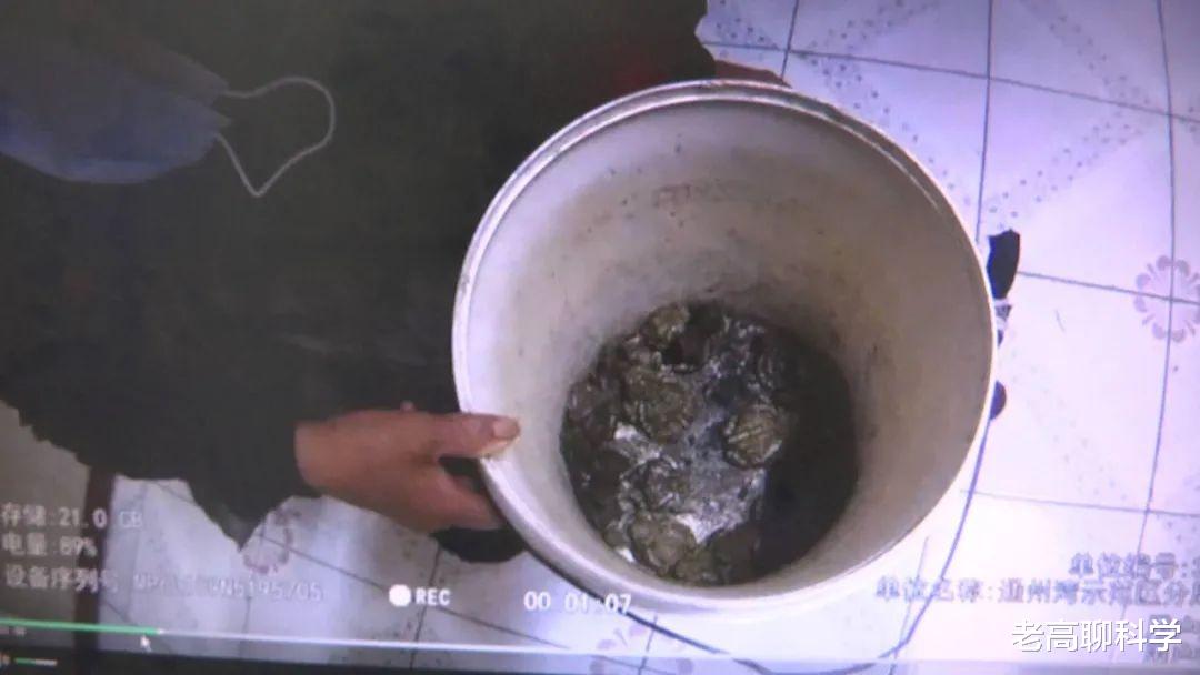 暗黑2 罕见，仅此1只！浙江桐庐发现天目臭蛙，全球2个分布点都在我国！