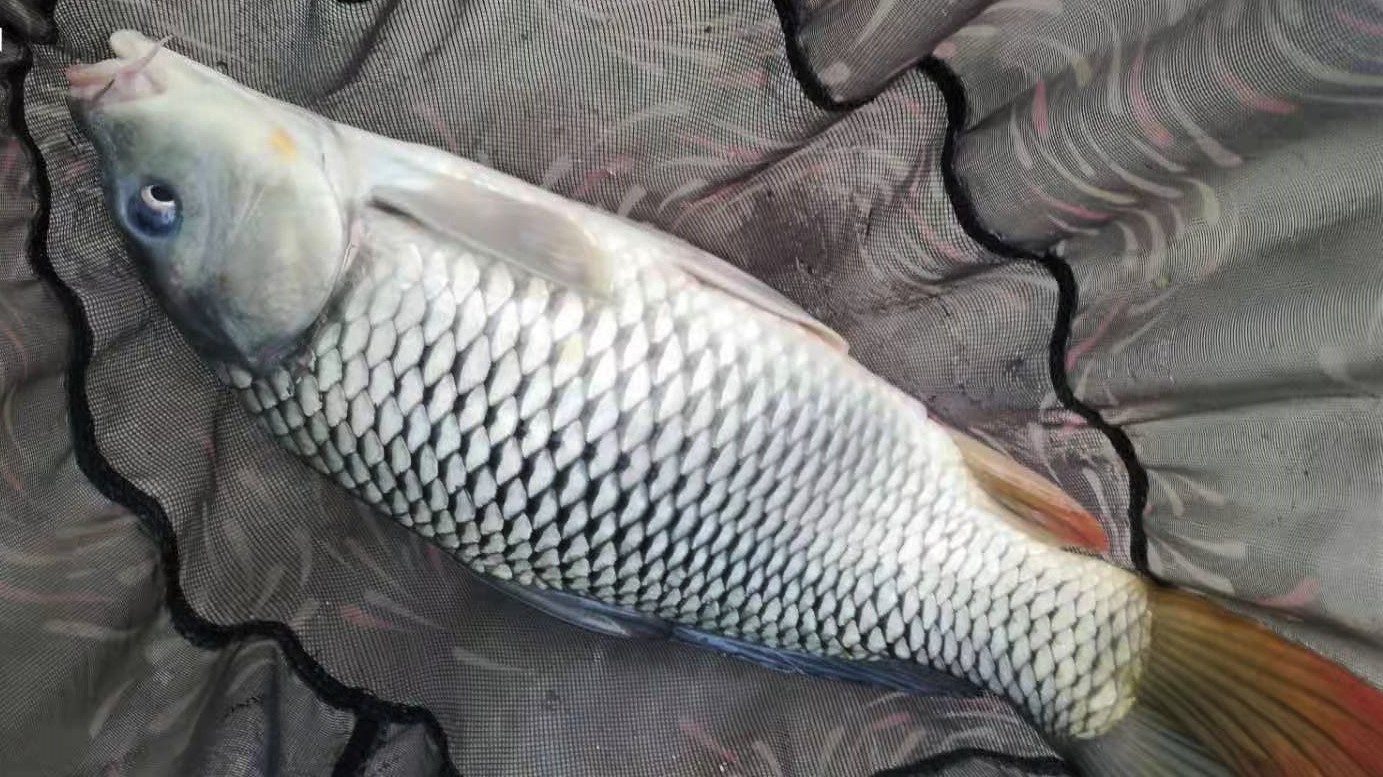 |学会饵料搭配，轻松应对春季钓鱼难题