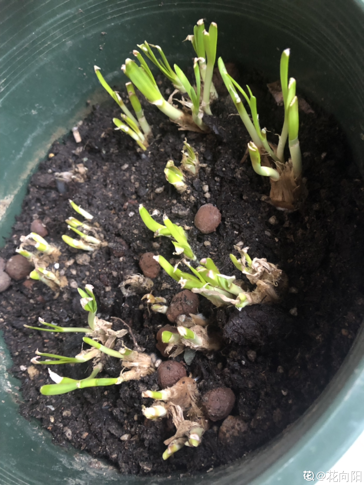 |家里的小阳台别养花，几个花盆种点菜，秋天就能吃