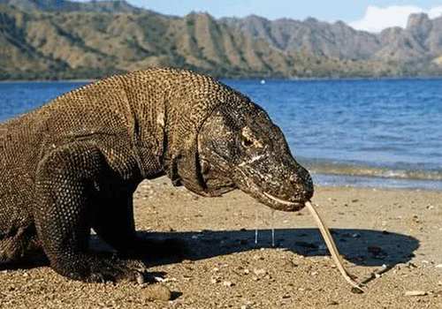 全球最能扛饿的生物,青蛙可以20个月不吃东西,还不是最厉害的