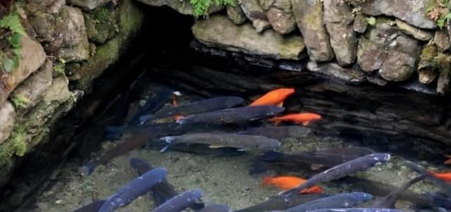 花鲢|300斤的鳙鱼,400斤的青鱼,“四大家鱼”到底能长多大?