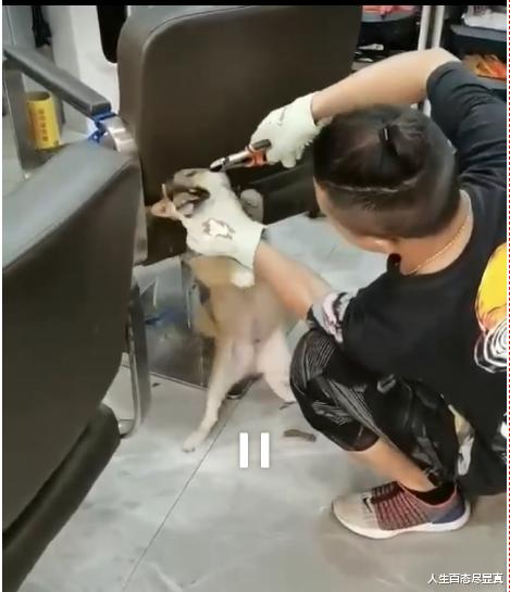 人生百态尽显真 广州被剪牙柴犬宝宝已找到，发廊老板的谎言全部戳穿，细思极恐