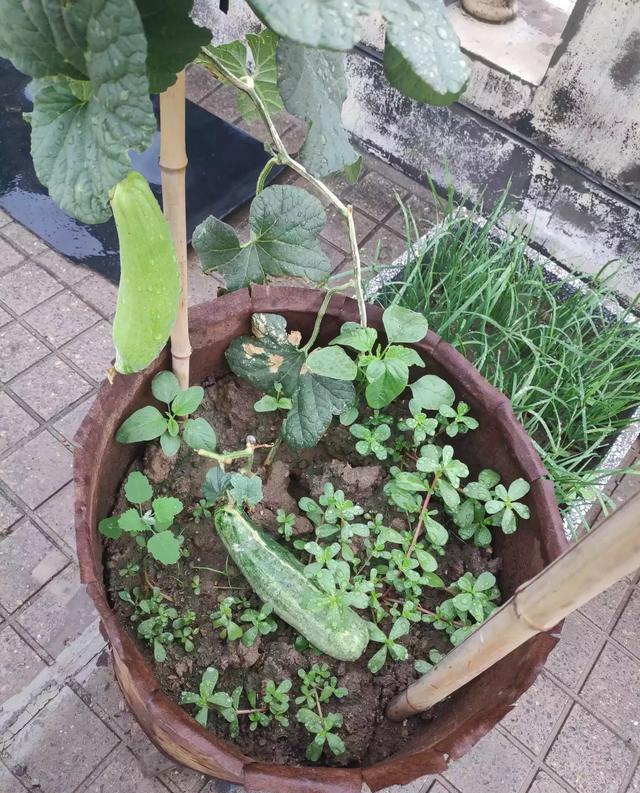 |住顶楼的,楼顶公共区域可以种点花花草草吗?