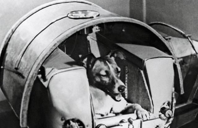 太空 那只被人类送上太空的猴子，后来怎么样了？结局十分凄凉