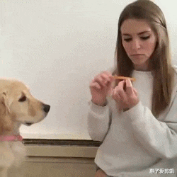 翻译|神回复：18年前自己写的，现在不知道是啥，来个皇家翻译