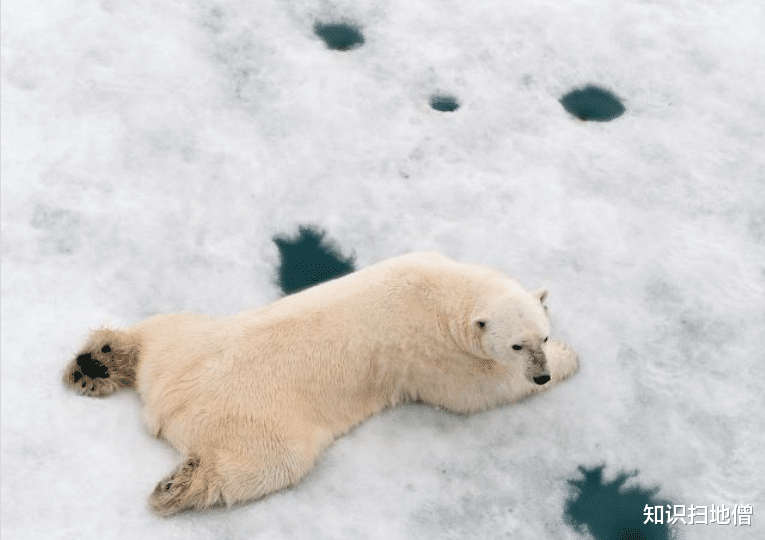 北极熊 北极圈48度，冰川融化破纪录！北极熊多次伤人，丹麦：再来就杀