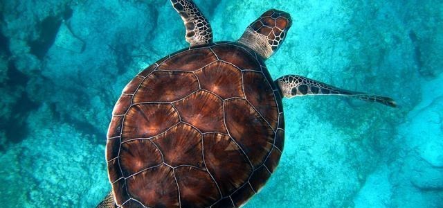 海水越喝越渴,那海洋生物该怎么获取水分而不受生命威胁?
