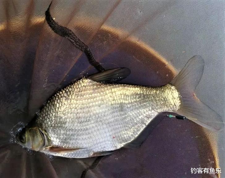 鳊鱼|夏天野钓鳊鱼并不难，掌握5点技巧，不会钓鱼的人也连竿