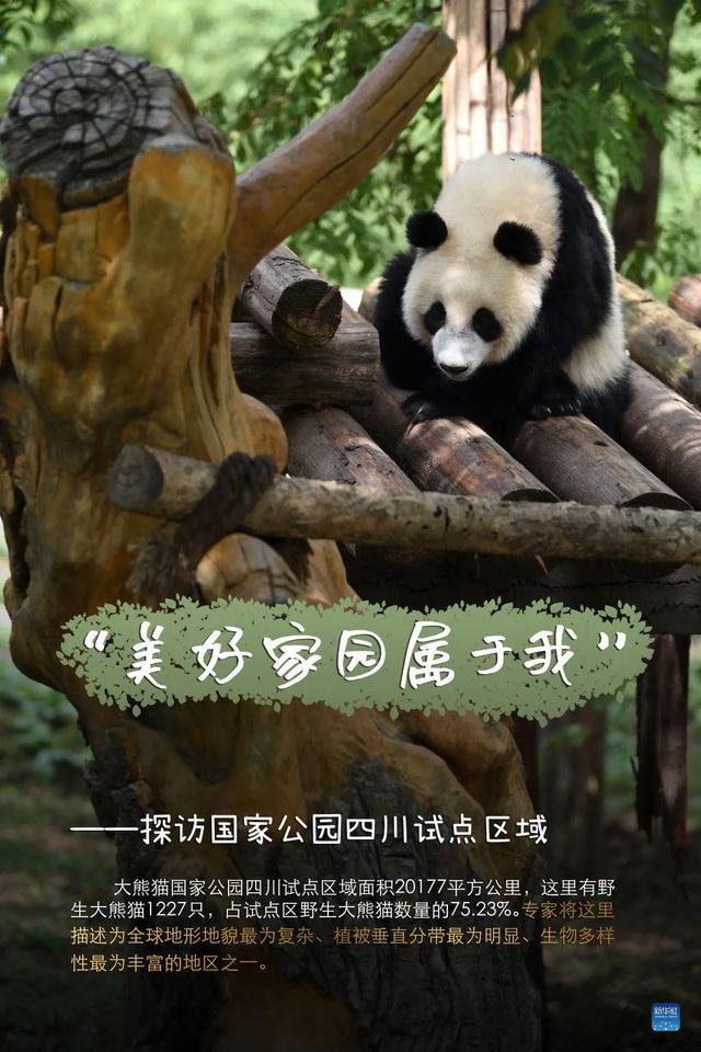 大熊猫 “降级”啦