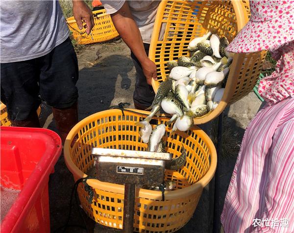 农忙拾趣 曾被禁养26年，如今产地一斤24元，市场却难见到，又是骗局？