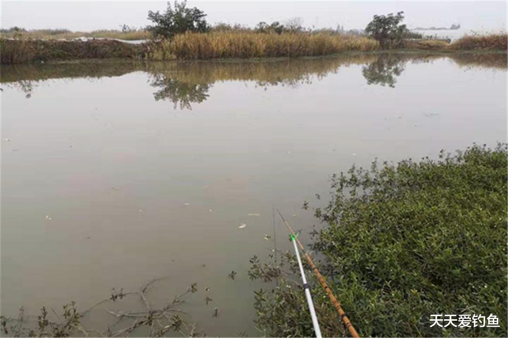 霓虹深渊|不做对比不知道,冬季钓鲫鱼,最好的天气不是晴天,而是这种天气