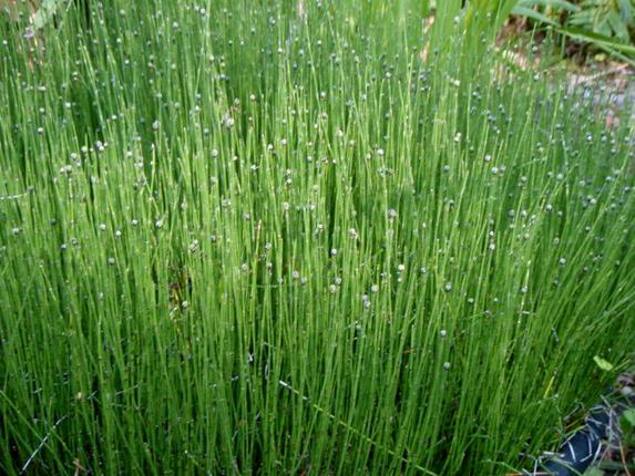 医生|节节草是什么？医生：老人用它泡脚，或可以解决多年的“老问题”