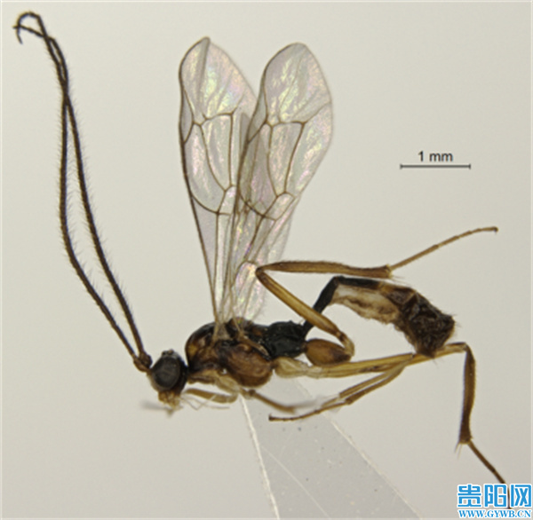 淮南 贵州雷公山发现一种奇特昆虫，刷新了中国昆虫新纪录