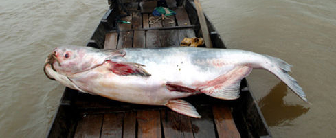 饵料|北方这种珍稀鱼，生性凶猛，体重可达上百公斤，被称为“水怪”