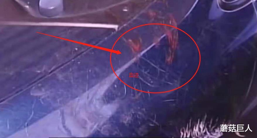 蘑菇巨人|何为仿形者之谜,蜥蜴人是真实的还是神话?谁“盯住了”蜥蜴人