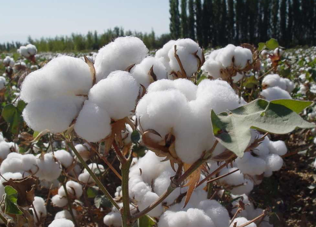 梁子谦说 故意“碰瓷”棉花和番茄后，美国从新疆进口激增113％，真香？