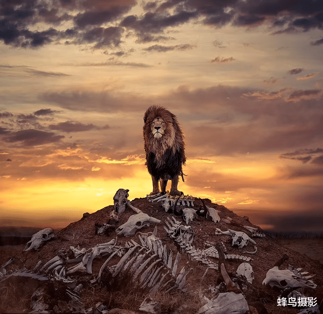 海豹 44张活久未见的照片，驴居然叼着一只狼，大白鲨撞飞海豹跃出水面捕食