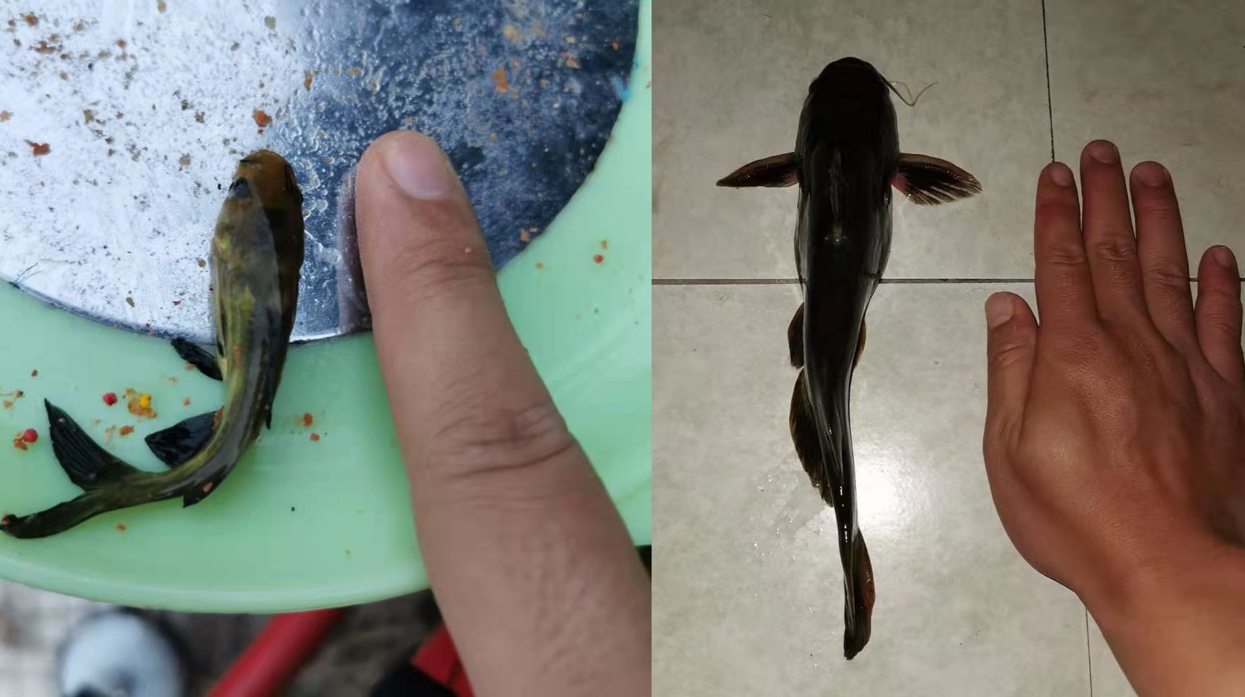 |主线的“怒吼”：调漂要精确到黑线？“大师们”为了啥？