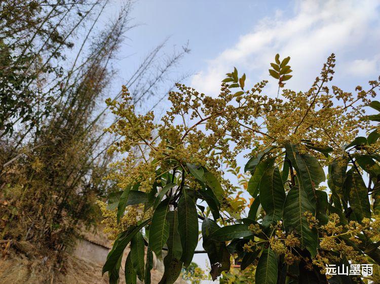 远山墨雨 从昆明开车去景谷，走墨临高速公路路线的体验，感觉不错