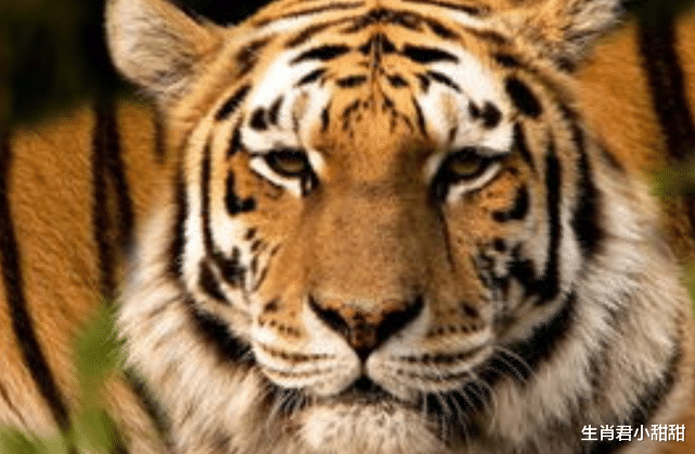 |职场顺风顺水，生肖虎找到打开成功之门的钥匙，美梦成真指日可待