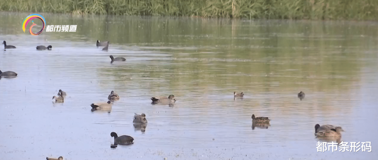 都市条形码 观鸟尾期来临 去年10万只候鸟到拉市海栖息越冬