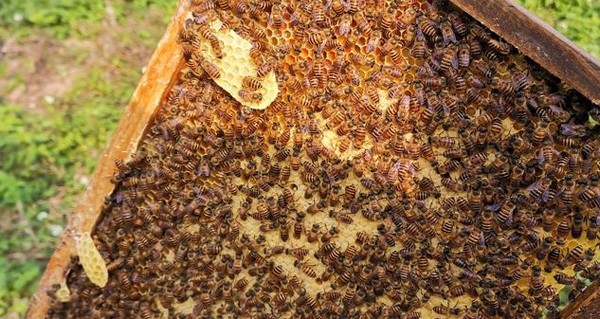 中蜂有哪些品种？