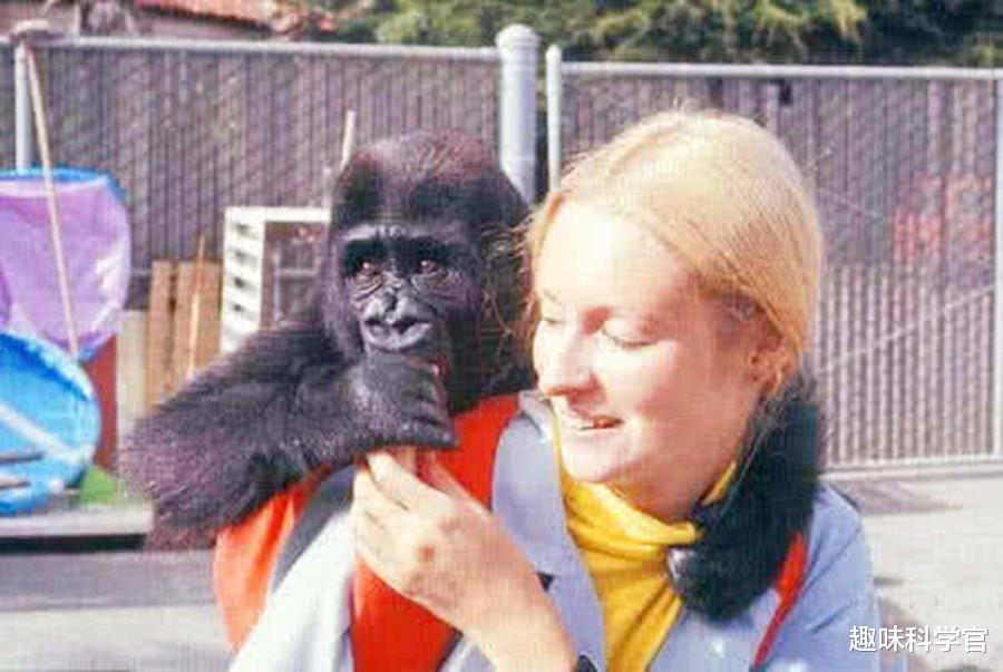 黑猩猩 比利时女子声称爱上黑猩猩，人和猩猩在一起，到底能否生育后代？