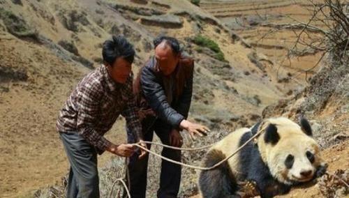 自家羊被咬死后,他残杀大熊猫被判13年,遇到熊猫吃羊该怎么办?