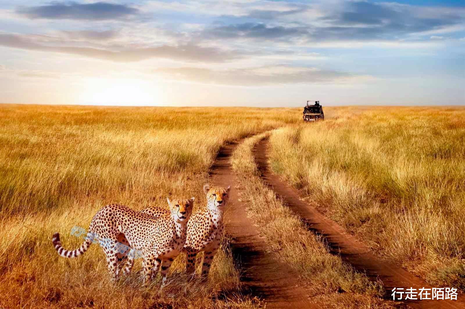 火箭队 “平底锅计划”：中国人远赴非洲治沙，中国游客被特殊照顾