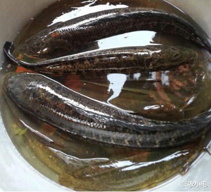 长得酷似泥鳅,过去想吃就去河里摸,如今野生难觅,十分珍贵