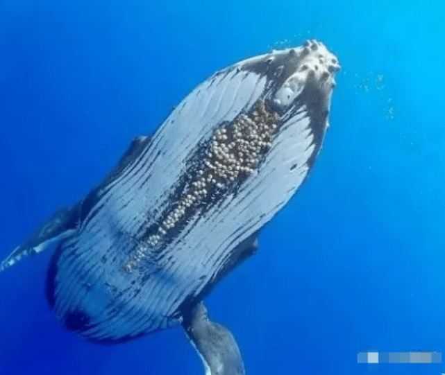 舜网 为什么大白鲨的皮肤相比于鲸鱼的皮肤来说是光滑很多？