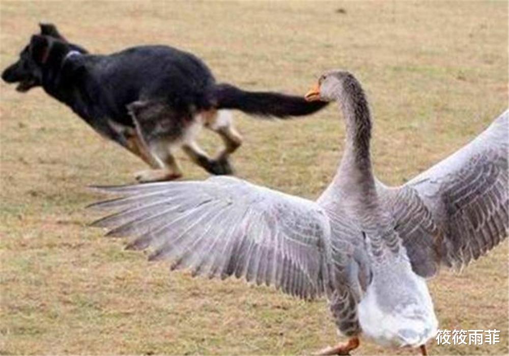 霍金 动物被自己天敌属性克制的程度有多么恐怖？