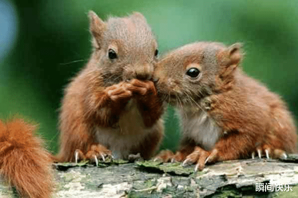 属鼠|“鼠鼠鼠”：2021年窘境退去，走出低谷，成功在即，事业准备翻身