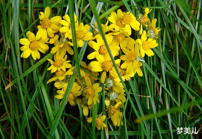 梦美儿|为什么出轨的人，反复出轨呢？