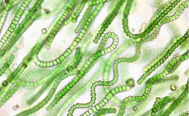 太阳系 如果太阳“熄灭”了，地球上的人类还能生存多久？