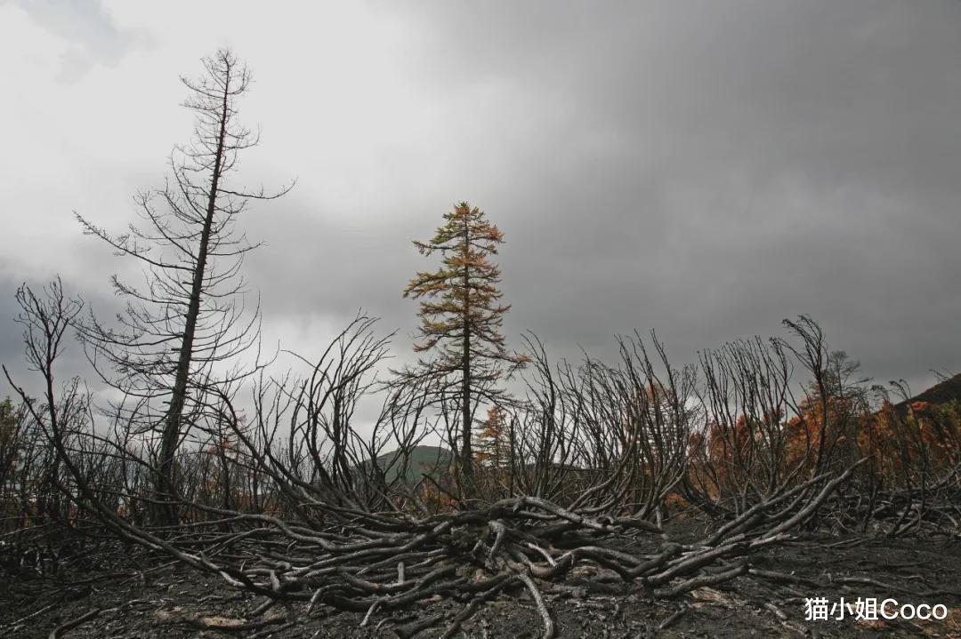 死亡人数 病毒复苏，比疫情更可怕的并发症出现了