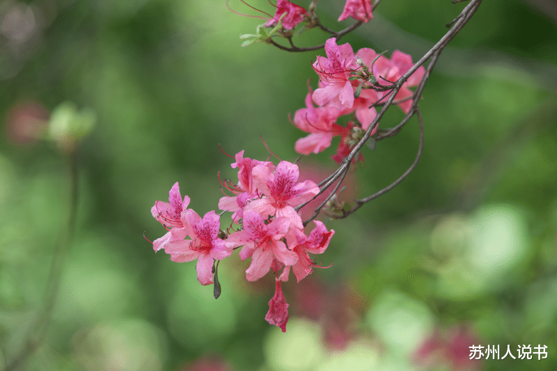 大别山 歙县三阳镇,祟山村的千亩野杜鹃正含苞欲放,在等您……