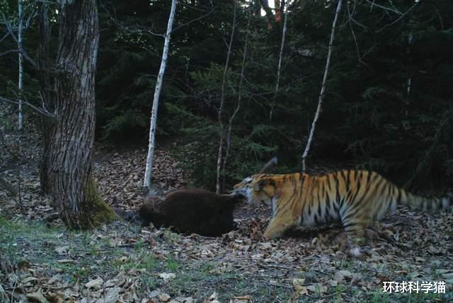 极其罕见！东北发现神兽“白狍子”，狍子有多傻，为何没有灭绝？