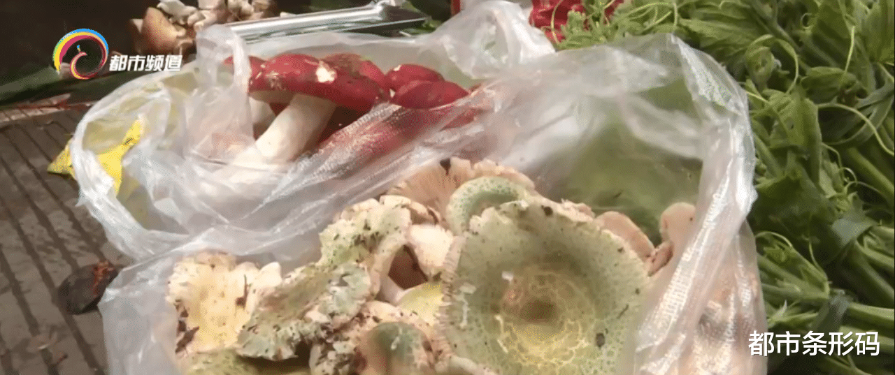 宜宾|普洱各地野生菌上市季 预防中毒很重要