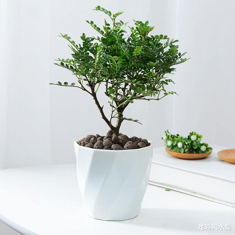 定州|龙吟师傅教你放盆栽的位置